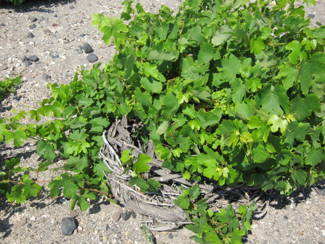 Assyrtico basket vines in Santorini