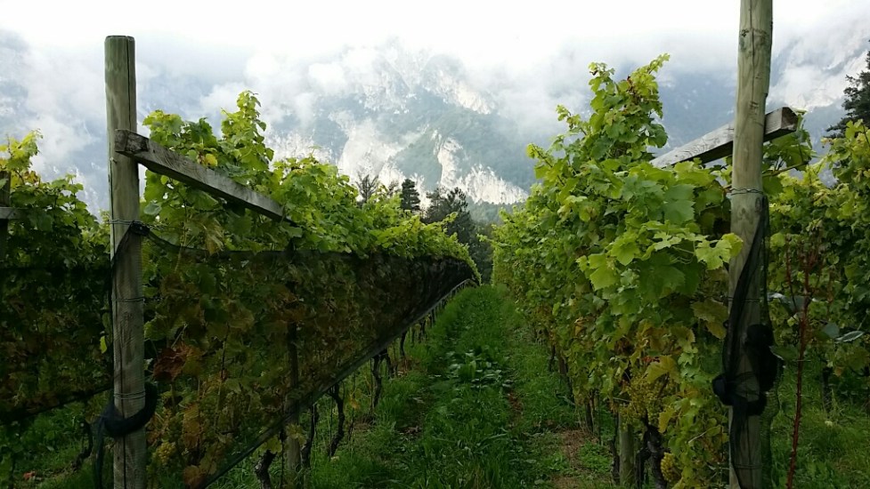 Tiefenbrunner Feldmarschall Vineyard