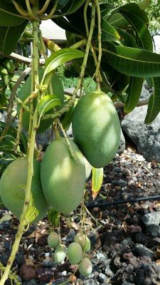 Fresh mango growing in our backyard