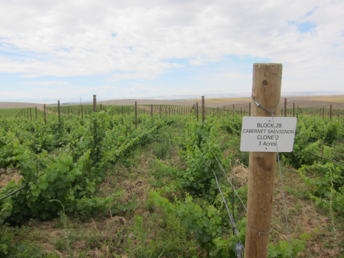 New "Eritage" Vineyard in Walla Walla, WA