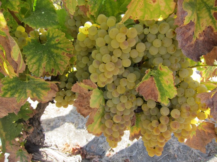 Ripe Chardonnay
