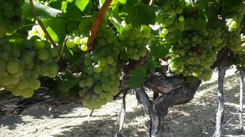 Chardonnay vines at MacMurray Estate