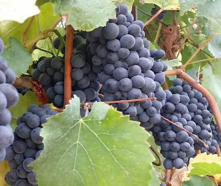 pinot noir grapes
