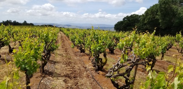 monte rosso vineayrd