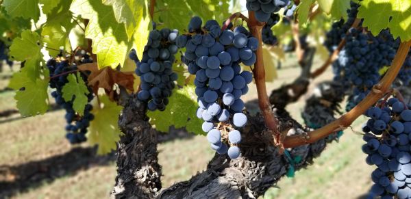 Napa Valley Cabernet Sauvignon