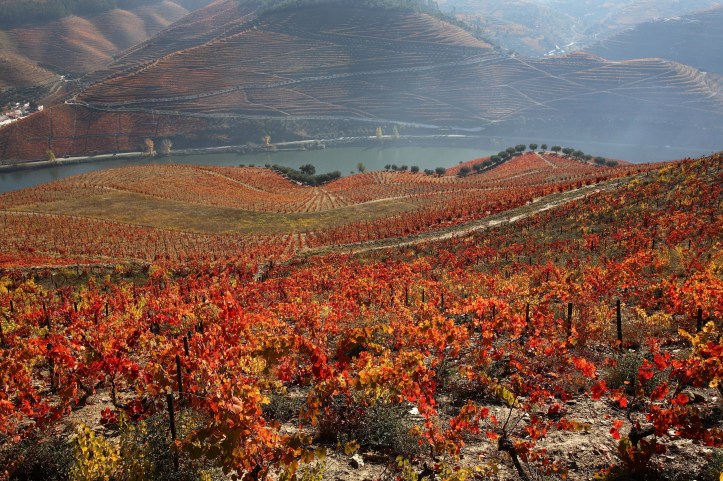terraced vineyards on the douro